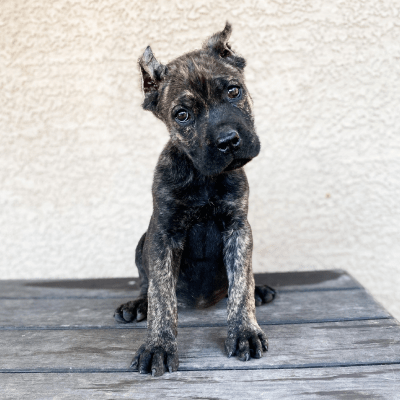 PUPPY TRAINING